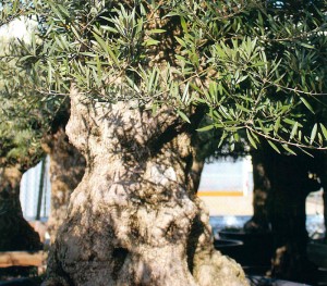 olivetree