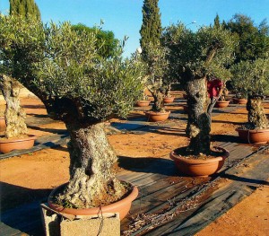 olivetree2